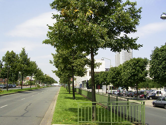 Le Conseil général du Val-de-Marne a été pionnier en matière de gestion des arbres d'alignement Ici, une avenue de Vitry sur Seine